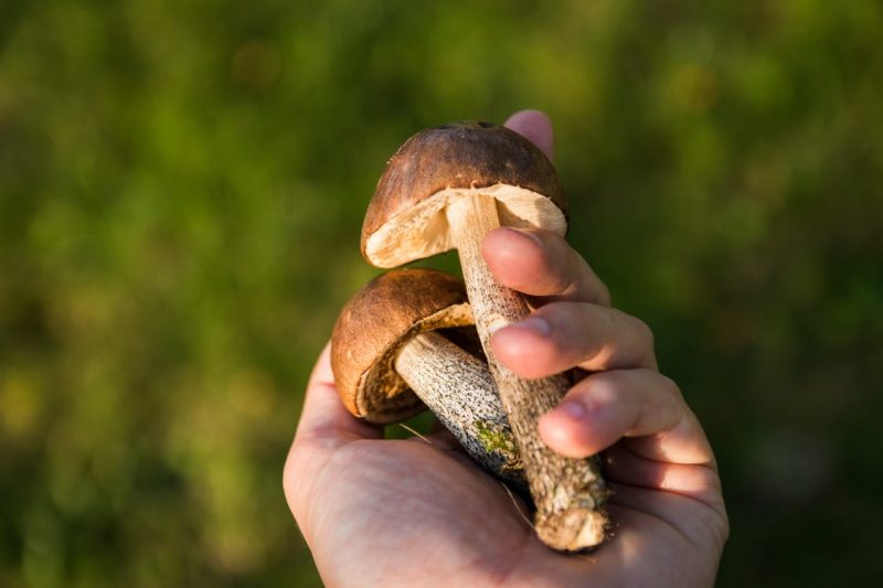 mushrooms-forest-the-collection-of-collect-40379